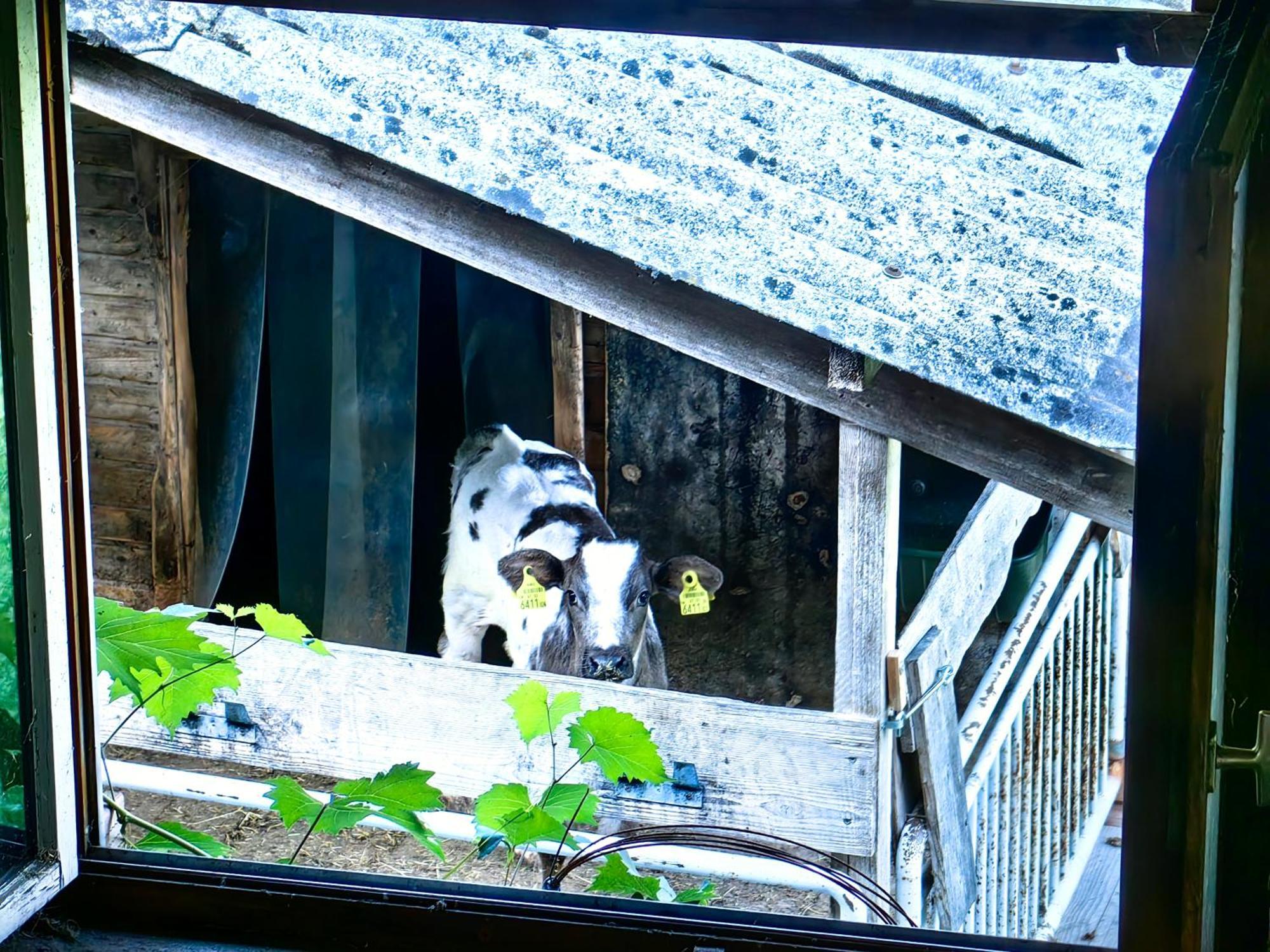 Voegelhof Apartment Doren Bagian luar foto